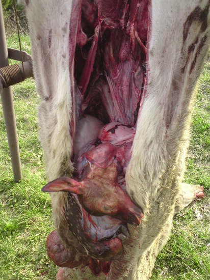 menej prijemna stranka polovnictva