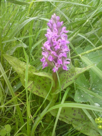 myslim, ze vstavac majovy