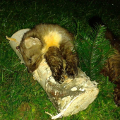 nečakaný úlovok :)