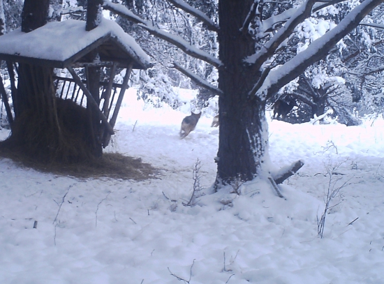 vlk utociaci na srnci kus- dokumentacna