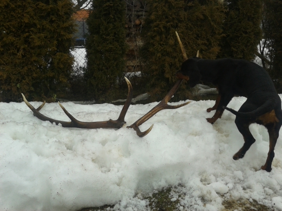 hladac zhodov- asa z buzitky