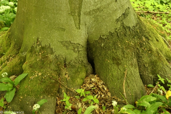 Príroda je príroda