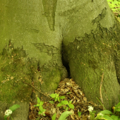 Príroda je príroda