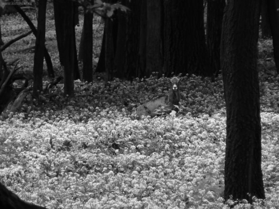 Muflón na čiernobielo