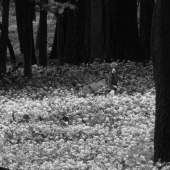 Muflón na čiernobielo