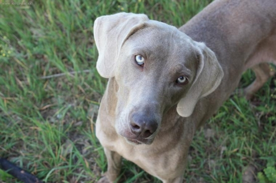 Axa - weimaraner 2