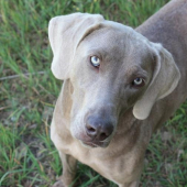 Axa - weimaraner 2