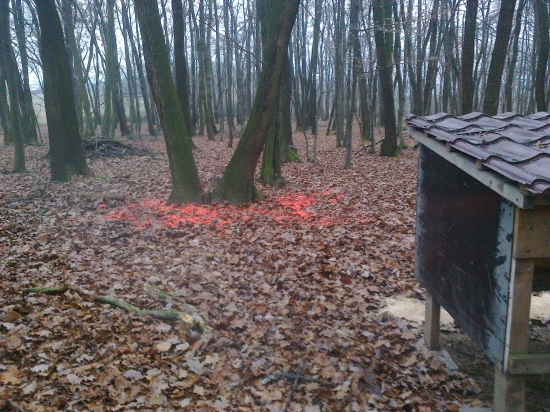 Takto sa u nás kŕmi zver morenou kukuricou