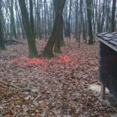 Takto sa u nás kŕmi zver morenou kukuricou