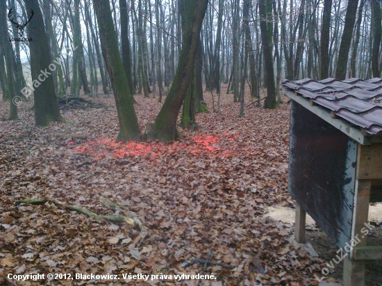 Takto sa u nás kŕmi zver morenou kukuricou