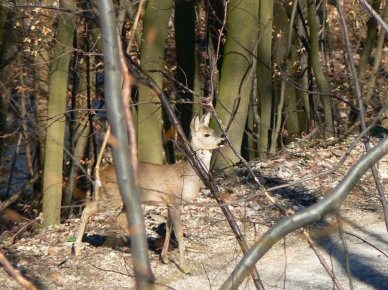 Náhodné stretnutie
