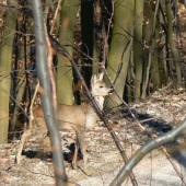 Náhodné stretnutie