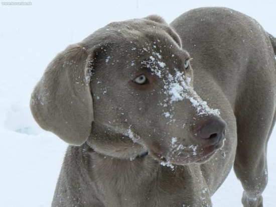 Axa - weimaraner