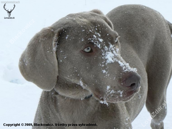 Axa - weimaraner