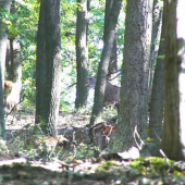 Niekto sa tam skrýva - foto z videa