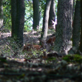 Zaslúžený odpočinok