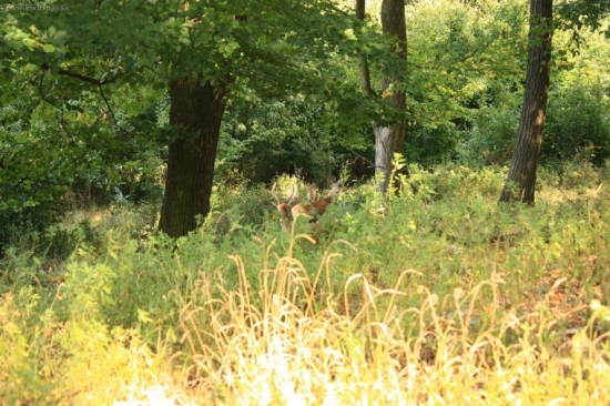 Oskoruše im chutia