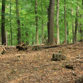 Ešte niečo z Ruje 2009