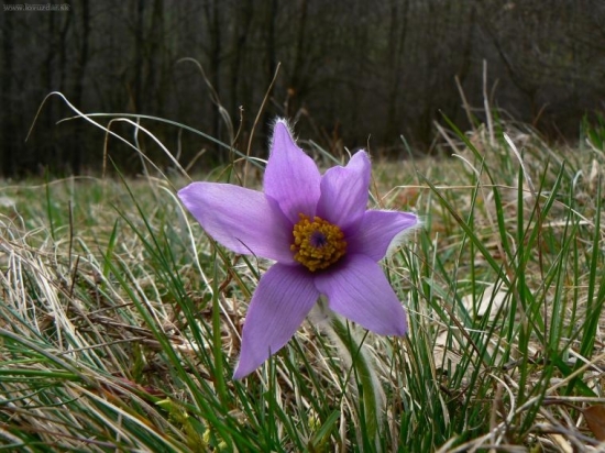 Poniklec veľkokvetý - šišné oči