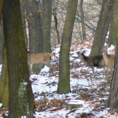 Jelenice nad Bukšinou