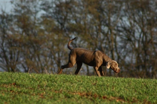 Axa - weimaraner