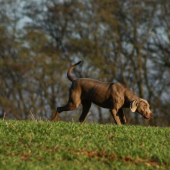 Axa - weimaraner