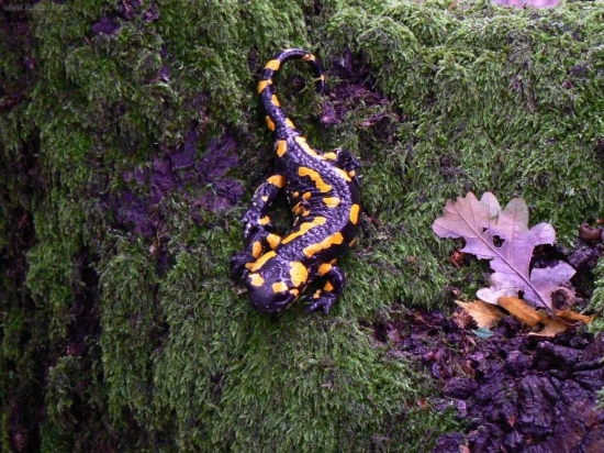 Salamandra