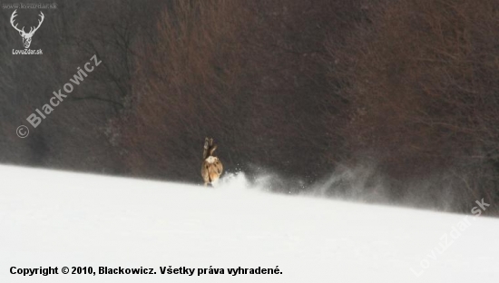 Bratov srnec