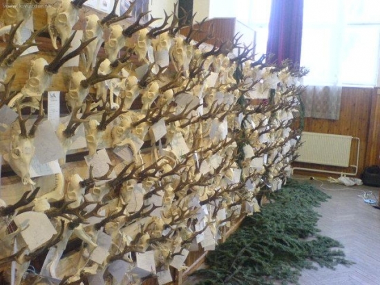 Poľovnícky výstava-Košice