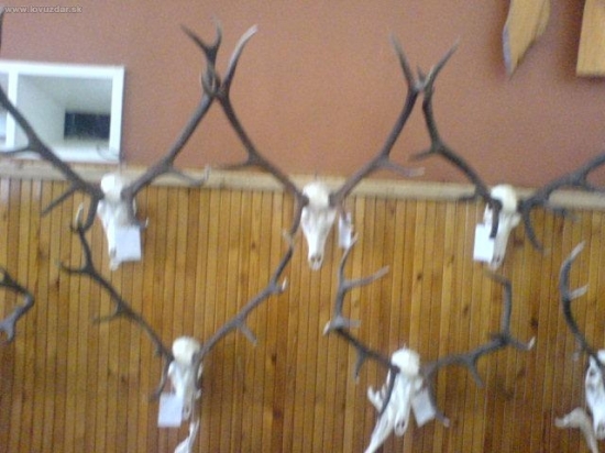 Poľovnícky výstava-Košice