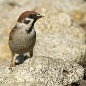 Vrabec