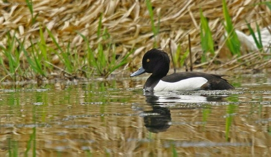 chochlačka vrkočatá