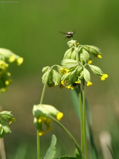 Prvosienka jarná - Primula veris