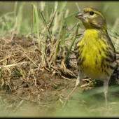Strnádka obyčajná (Emberiza citrinella)
