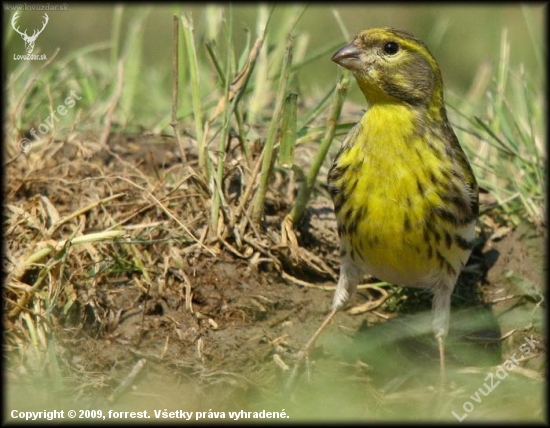 Strnádka obyčajná (Emberiza citrinella)