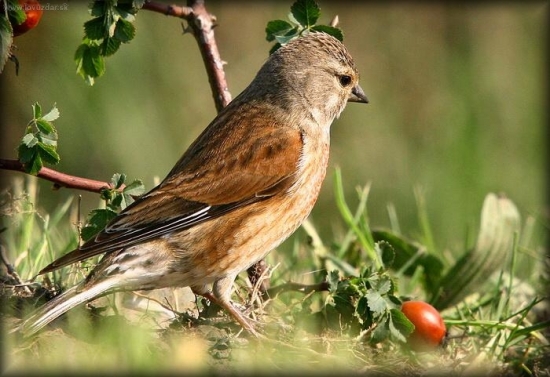 (Carduelis cannabina) konopka obecná