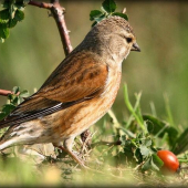 (Carduelis cannabina) konopka obecná