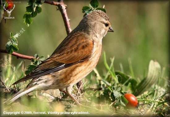 (Carduelis cannabina) konopka obecná