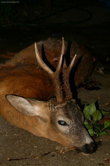 strýkov medailový PZ Lehnice