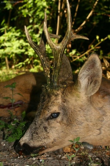 predsedov srnec PZ Lehnice