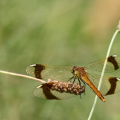 helikopáter