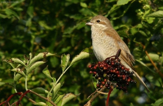 Strakoš červenochrbtý(Lanius collurio)