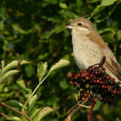 Strakoš červenochrbtý(Lanius collurio)