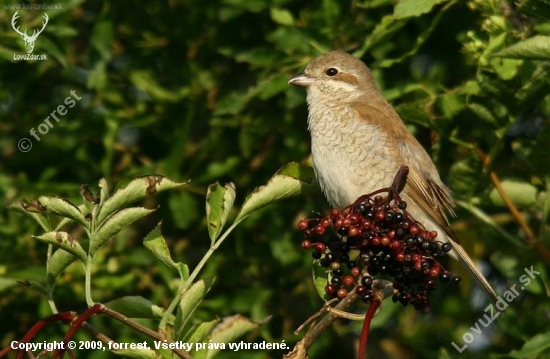 Strakoš červenochrbtý(Lanius collurio)