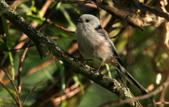mlynárka dlhochvostá(Aegithalos caudatus)