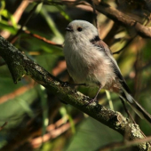 mlynárka dlhochvostá(Aegithalos caudatus)