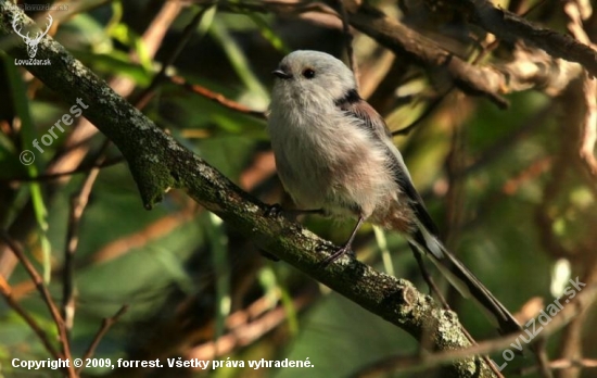 mlynárka dlhochvostá(Aegithalos caudatus)