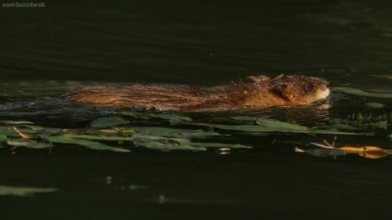 nutria