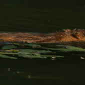 nutria