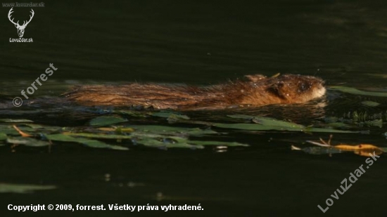 nutria